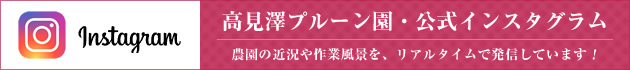 高見澤プルーン園・公式インスタグラム 農園の近況や作業風景を、リアルタイムで発信しています!